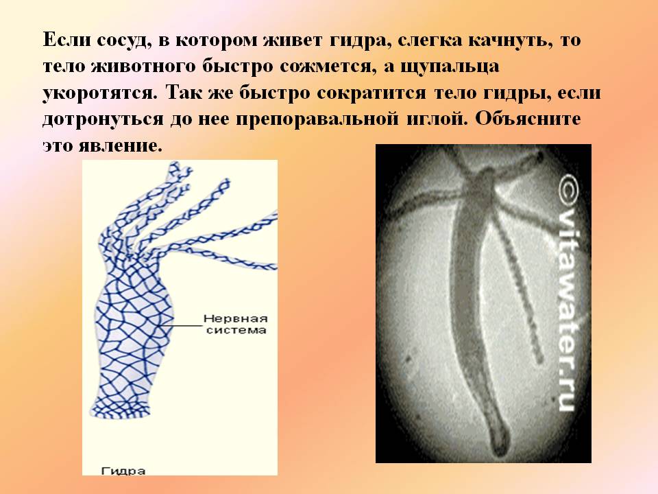 Можно ли вывести деньги с кракена